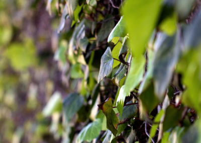 Leaf Wall