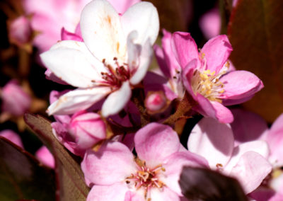 Pink White Flours